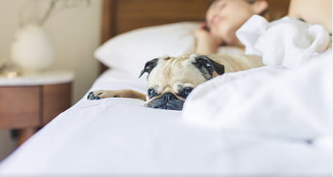 为什么说睡前情稳定绪能提高睡眠质量? 为什么说睡前情稳定绪能提高睡眠质量?